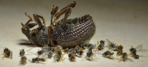 Dirhicnus ramealis